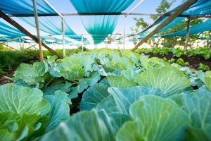 Iririki Island Resort-13